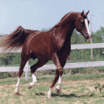 Focus on Desire Not Fear - Jump on that Horse