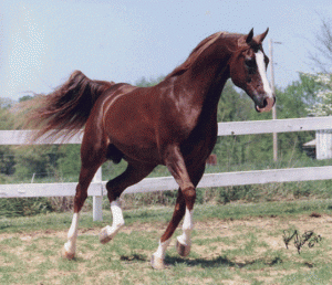 arabian-horse-ninjapoodles