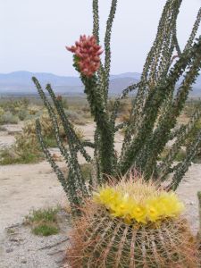 Anza Borrego Desert in Bloom